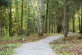 Forest path color leaves during fall season with sunshine