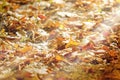 Forest path covered with autumn leaves