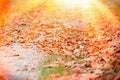 Forest path covered with autumn leaves