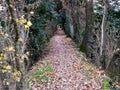 forest path covered with leaves in autumn Royalty Free Stock Photo