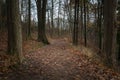 Forest Path Covered in Leaves in Fall Royalty Free Stock Photo