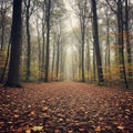 Forest path, covered with a thick layer of fallen autumn leaves Royalty Free Stock Photo