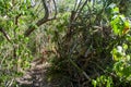 Forest Path at Cueva Musulmanes, Varadero, Cuba