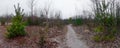 Forest path cut the fir trees in the autumn panoramic landscape Royalty Free Stock Photo