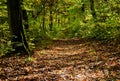 forest path in deciduous woods. textured brown tree trunks with green moss, leaf and foliage covered dirt path. subtle light