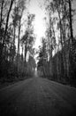 Forest path through the forest Dirt road, tall birch trees white trunks Royalty Free Stock Photo