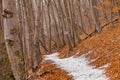 Forest path in dry winter