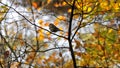 Forest bird in fall with coloring leaves