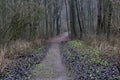 Forest path with fallen leafes Royalty Free Stock Photo