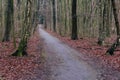 Forest path with fallen leafes Royalty Free Stock Photo