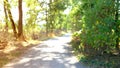 forest path flooded with bright sunlight, walk in summer, spring park, contact with nature, natural green background, young Royalty Free Stock Photo