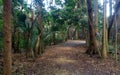 forest path in Florida