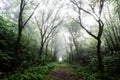 Forest path in a foggy morning. Leafless trees on a winter day Royalty Free Stock Photo