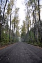 Forest path through the forest Dirt road, tall birch trees white trunks Royalty Free Stock Photo