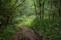 Forest path. forest road. There are trees, shady. The fresh greenery of the trees, the splendor of the natural shades of the grass Royalty Free Stock Photo