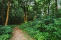 Forest Path Going Through Growth Of Small-Flowered Touch-Me-Not Royalty Free Stock Photo