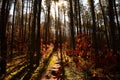 Forest path going up hill into silhouetted pine trees