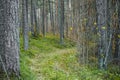 Forest path with green grass and gray tree trunks in autumn season Royalty Free Stock Photo