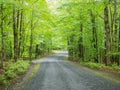 Forest Path in Green Mountains of Vermont Royalty Free Stock Photo