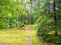 Forest Path in Green Mountains of Vermont Royalty Free Stock Photo