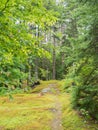 Forest Path in Green Mountains of Vermont Royalty Free Stock Photo