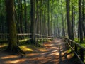 Forest path illuminated by evening light