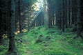 Sunbeams in the forest path in the morning Royalty Free Stock Photo