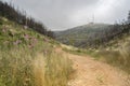 A Forest Path in the Judea Mountains, Israel Royalty Free Stock Photo