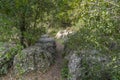 A Forest Path in the Judea Mountains, Israel Royalty Free Stock Photo