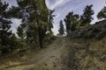 A Forest Path in the Judea Mountains near Jerusalem, Israel Royalty Free Stock Photo