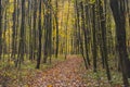 Forest path leading through a fresh forest with yellow-red leaves falling. Leaves on the ground. Autumn season Royalty Free Stock Photo