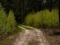 A forest path leading through a spring floodplain young forest.