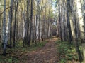 Forest path leads through an autumn leafless forest