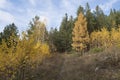 The forest path leads to the autumn forest. Autumn forest with yellow birches and bright green pines under a blue sky on a sunny Royalty Free Stock Photo