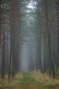 Forest Path, Lithuania