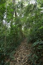 forest path in the morning, trees in springtime Royalty Free Stock Photo