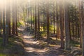 Forest path in the morning light Royalty Free Stock Photo