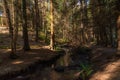 Forest path in the morning, Scotland