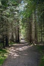 Forest path in the mountains