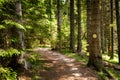 Forest path in the mountains