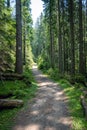 Forest path in the mountains