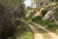 A Forest Path near Jerusalem, Israel Royalty Free Stock Photo