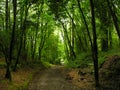 Forest path