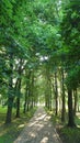 Forest path panorama Royalty Free Stock Photo