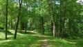 Forest path panorama Royalty Free Stock Photo