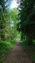 Forest path panorama Royalty Free Stock Photo