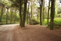 Forest path Panorama
