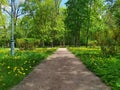 Forest path panorama Nature Landscape Royalty Free Stock Photo