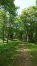 Forest path panorama Royalty Free Stock Photo