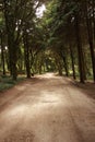 Forest Path Panorama Royalty Free Stock Photo